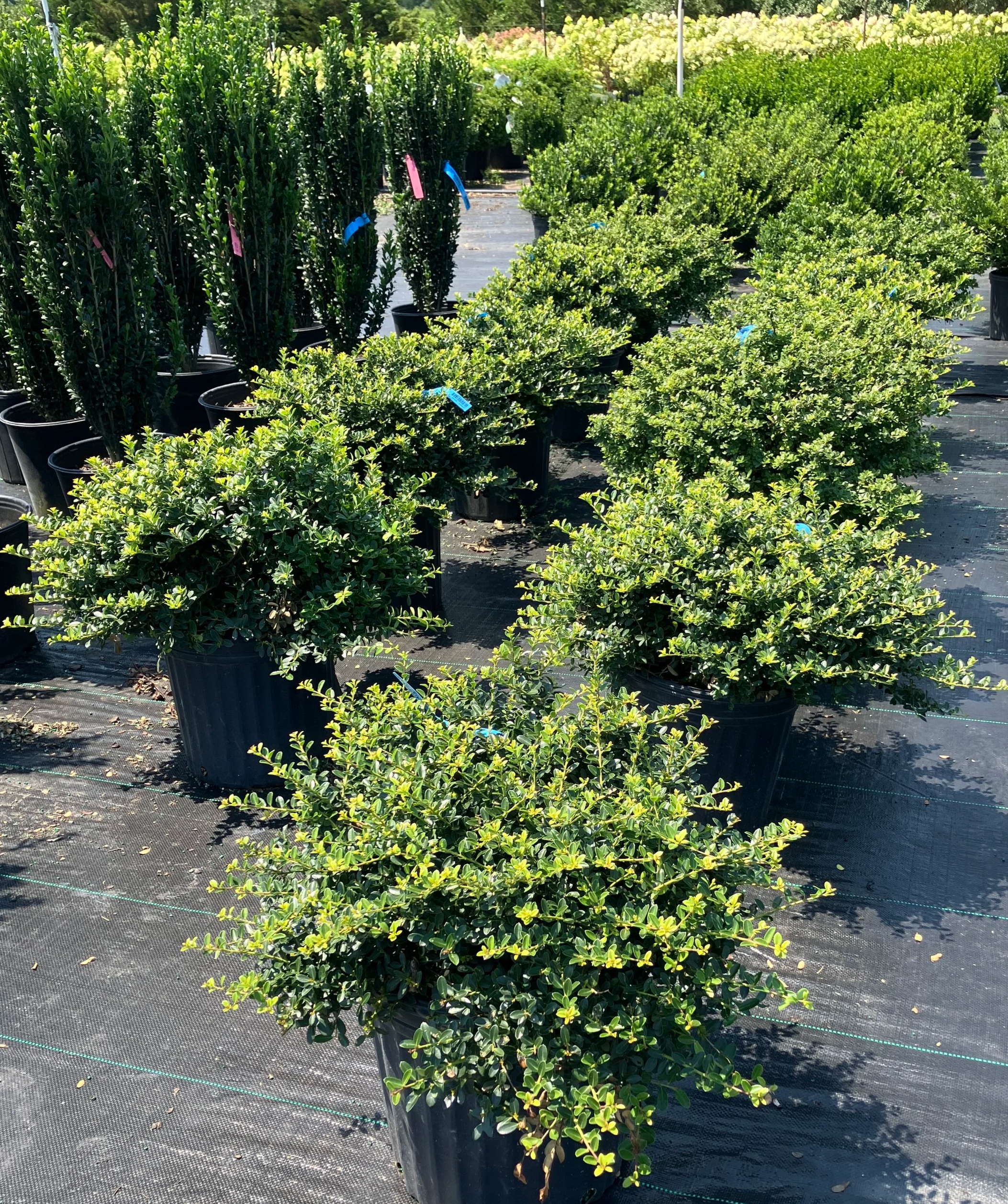 hollybay Compact Japanese Holly (Ilex crenata 'Compacta') in Columbus